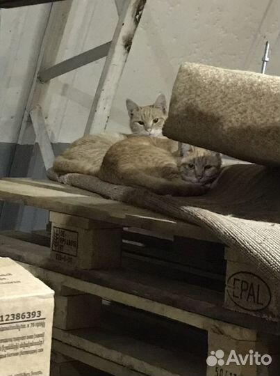 Котики в добрые руки