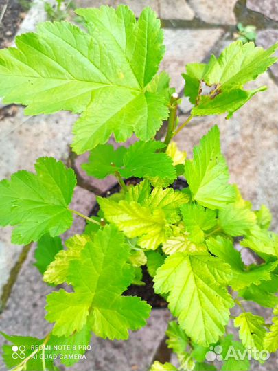 Декоративные кустарники