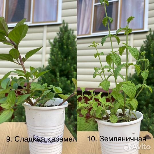 Мята сортовая