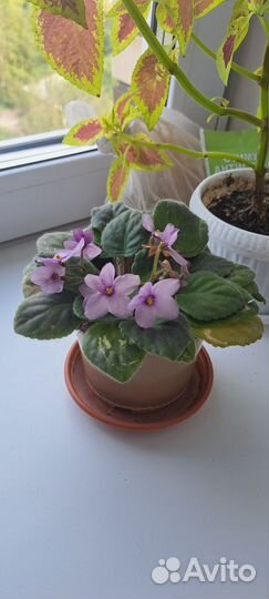 Комнатные цветы