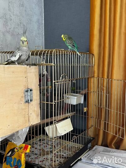 Волнистый попугай и попугай Корела