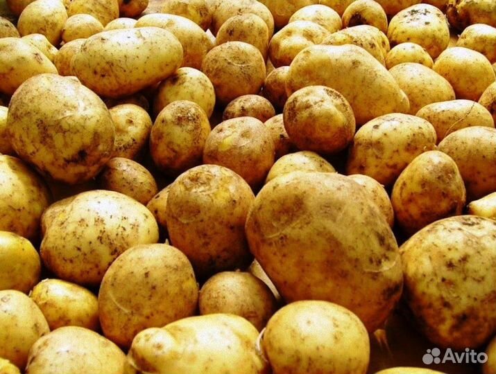 Продам картофель оптом