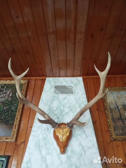 Рога оленя