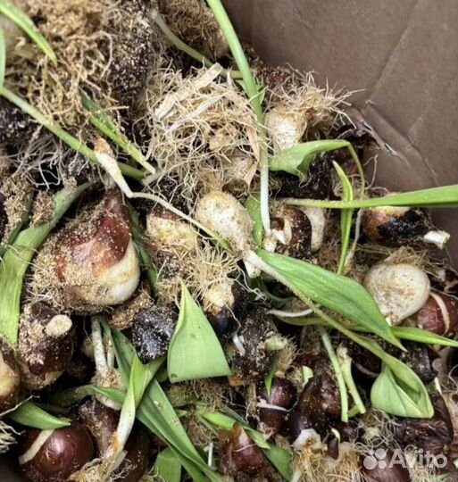 Луковицы тюльпанов