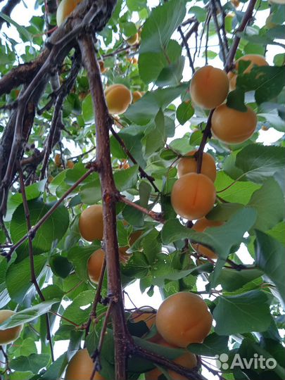 Овощи фрукты