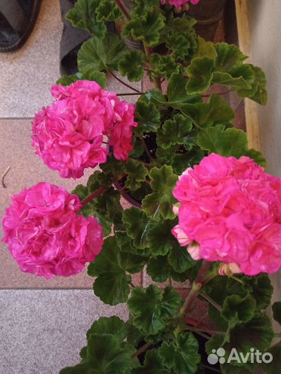 Пеларгония герань