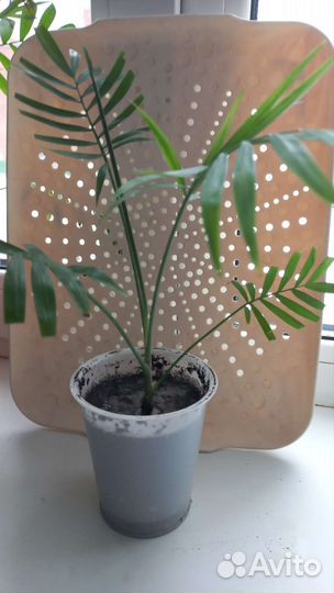 Домашние цветы