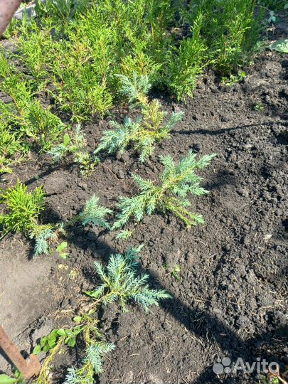 Можжевельник горизонтальный голубой 