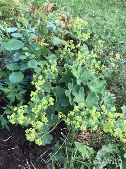 Герань гибридная садовая Орион, манжетка мягкая