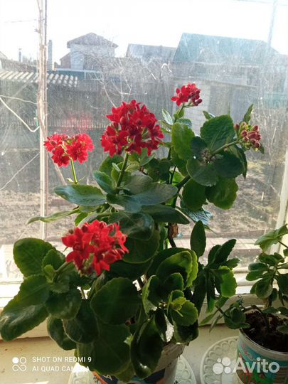 Каланхоэ лечебное