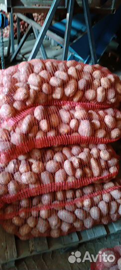 Продам картофель оптом