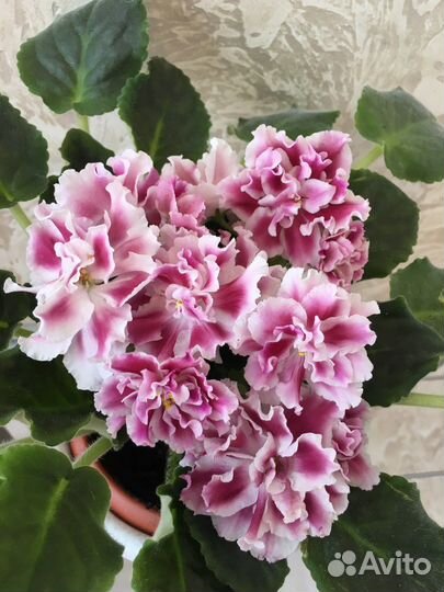 Фиалка сортовая