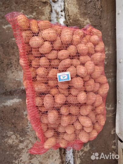 Картошка оптом Буинск