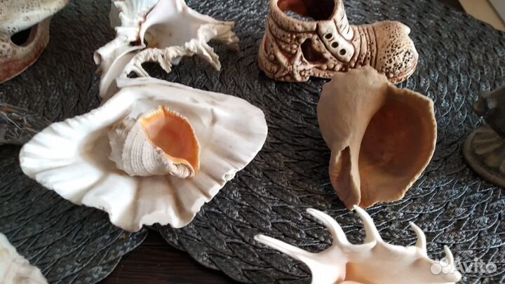 Морские ракушки раковины и коралы