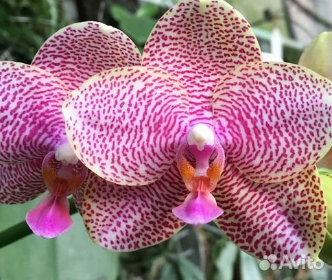 Орхидеи взрослые