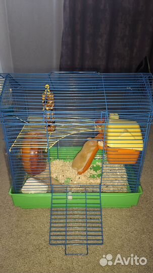 Хомячки с клеткой