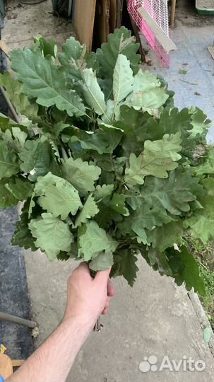 Банные веники, дубовые веники для бани