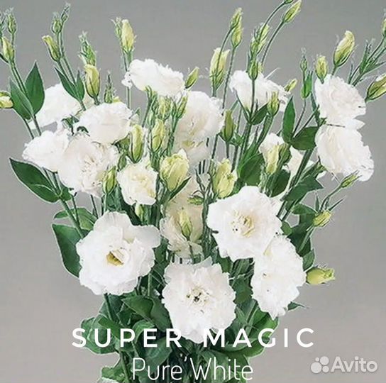 Эустома высокорослая рассада