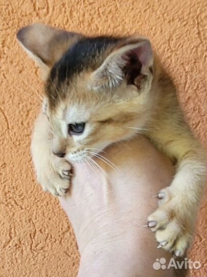 Абиссинская