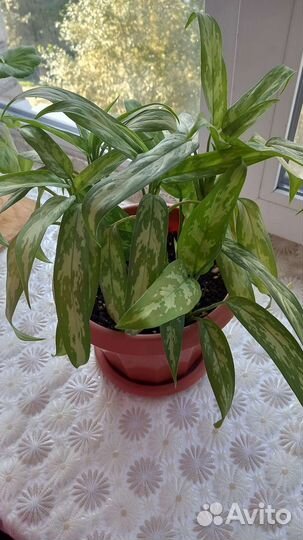 Спатифилум, Аглаонема, Хлорофитум