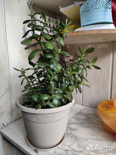 Красула толстянка