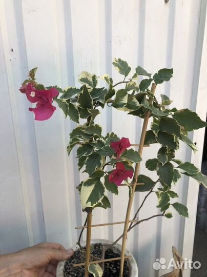 Бугенвиллия