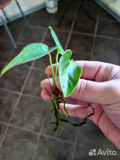 Антуриум красный