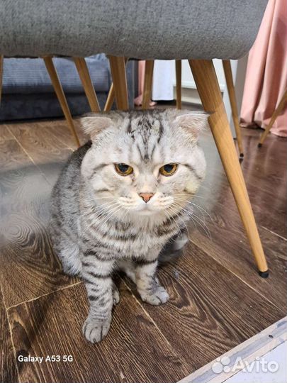 Шотландский всислоухий кот на вязку