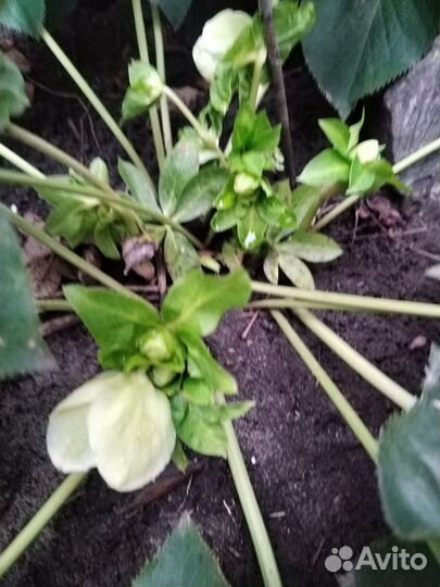 Морозник растение