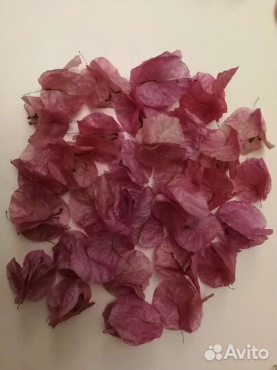 Сухоцветы для творчества и декора