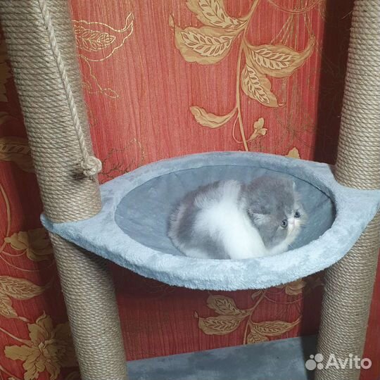 Комочек счастья