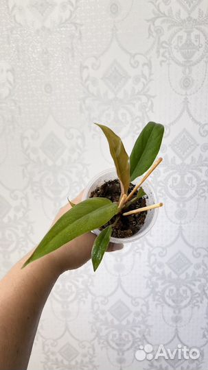 Филодендрон карамель плуто