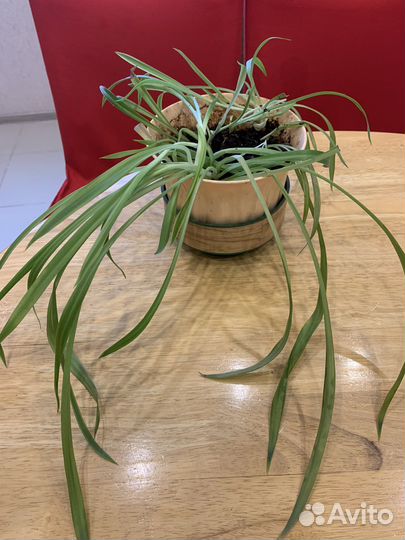 Хлорофитум