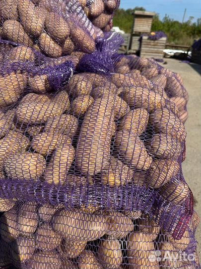 Картофель оптом