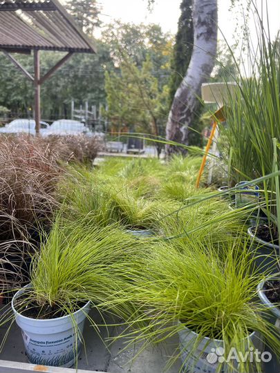 Стипа. Ковыль. Осока