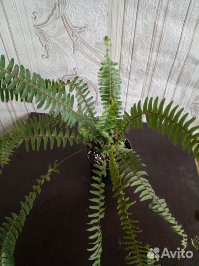 Папоротник комнатный