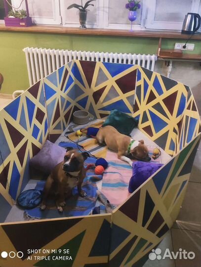 Дрессировка и передержка собак. Сад для щенков