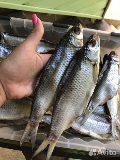 Вобла вяленая