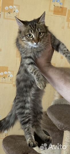 Кошка в дар бесплатно