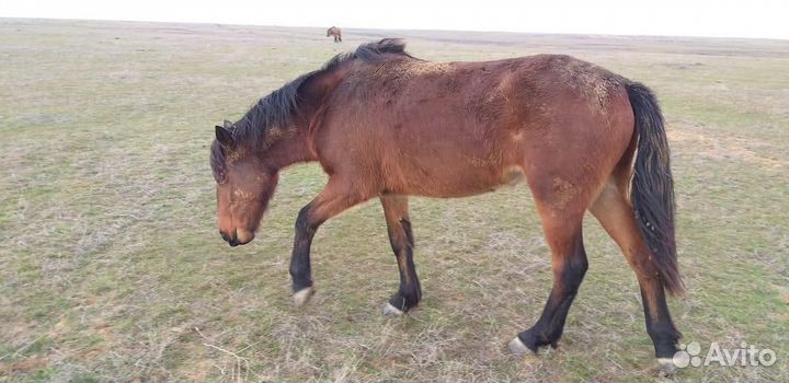 Продам лошадь