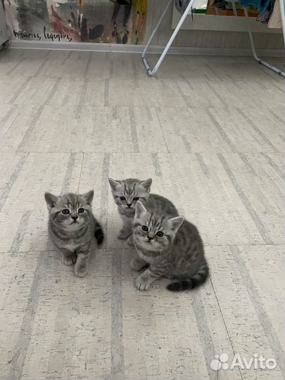 Шотландские котята