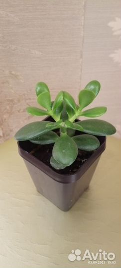 Комнатные растения цветы