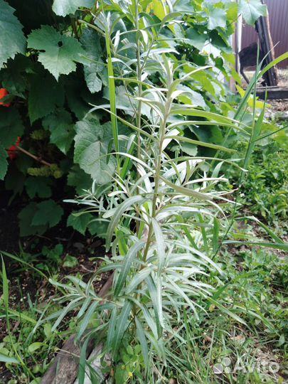 Продам куст облепихи, сорт Аэлита