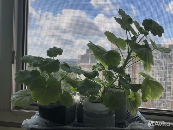 Пеларгония герань