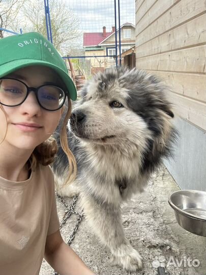 Выгул собак, зооняня, передержка, дрессировка