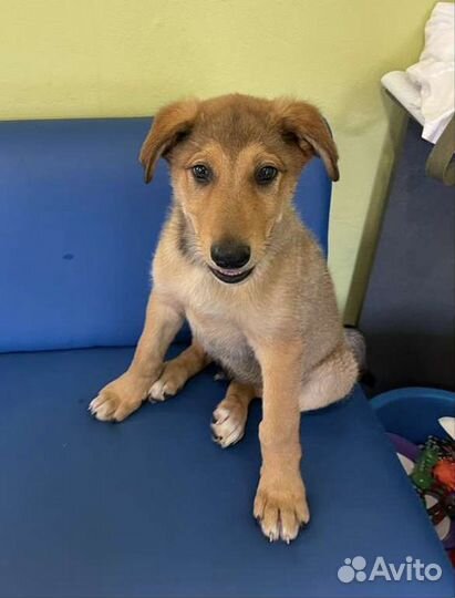 Добрый щенок Бруно в добрые руки