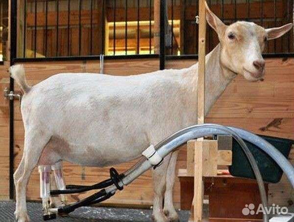 Помощники на ферму с проживанием