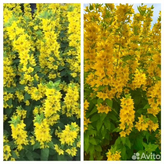 Многолетние садовые цветы