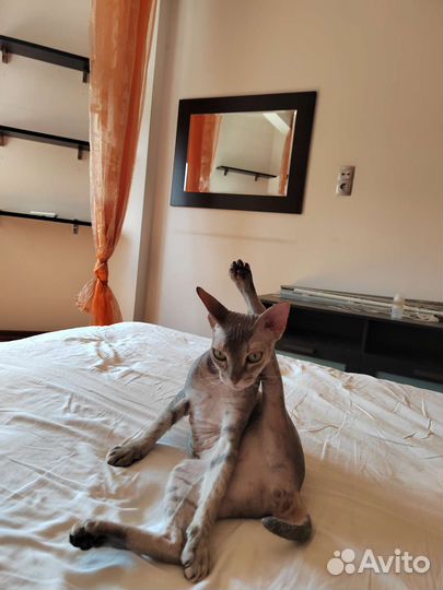 Две кошки подружки Ориентал и Сфинкс