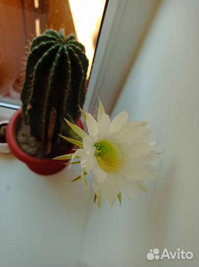 Кактус